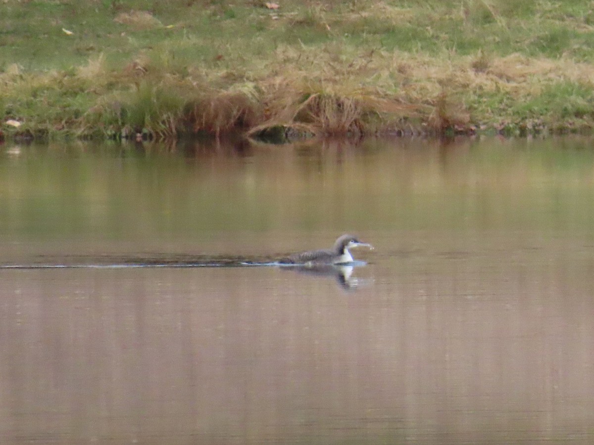 Pacific Loon - ML643404797