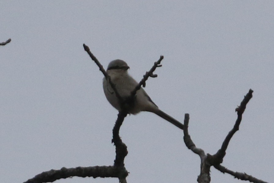 Alcaudón Boreal - ML643404798