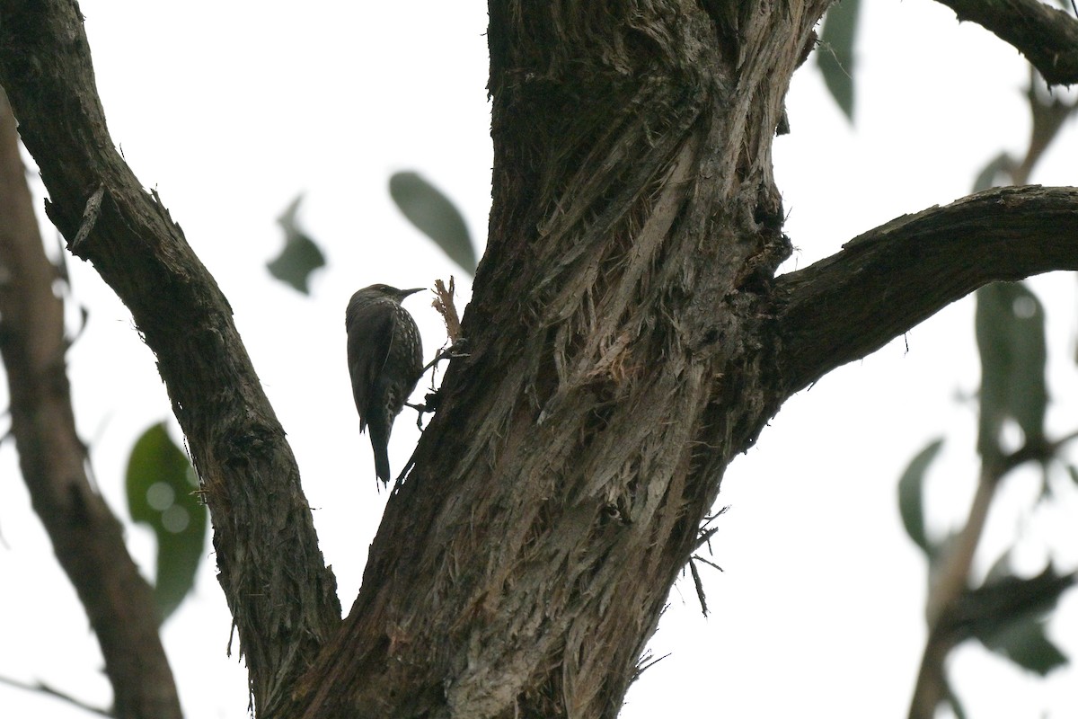 Red-browed Treecreeper - ML643404800