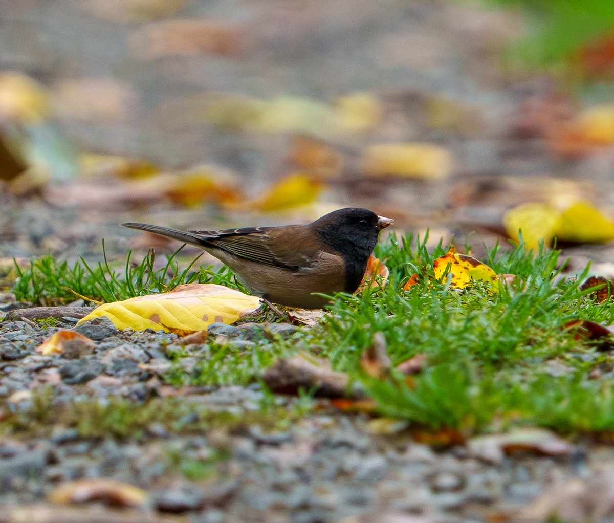 Dark-eyed Junco - ML643404805