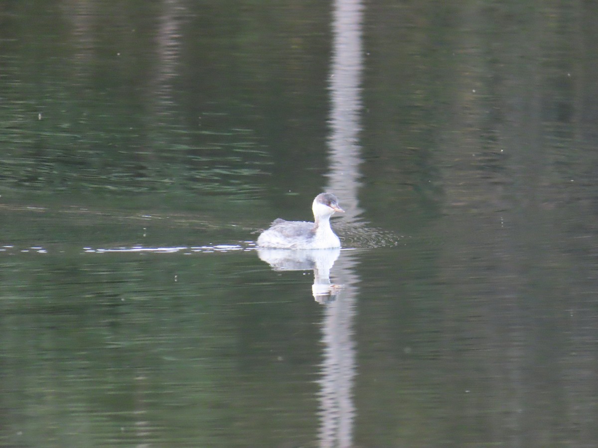 Horned Grebe - ML643404848