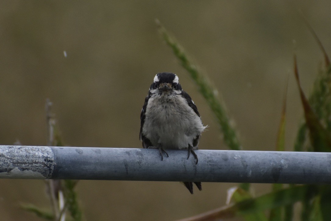 Downy Woodpecker - ML643404850