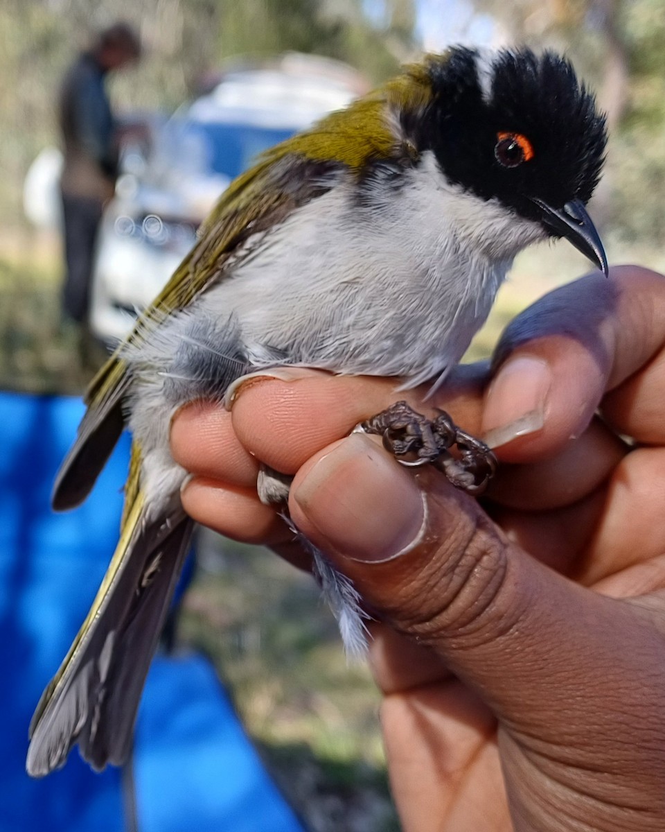 White-naped Honeyeater - ML643404856