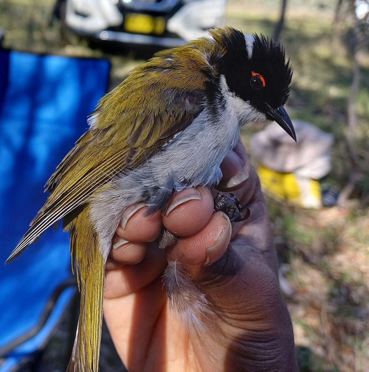 White-naped Honeyeater - ML643404857
