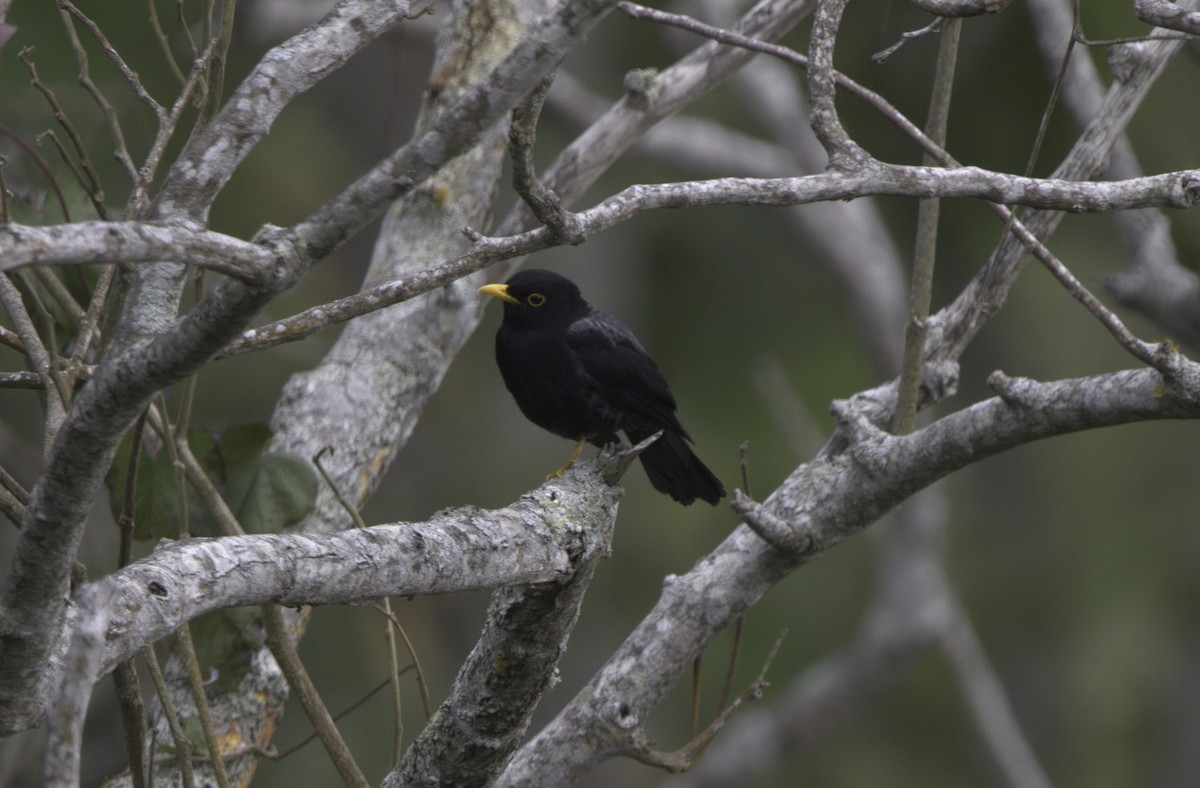 Yellow-legged Thrush - ML643404864
