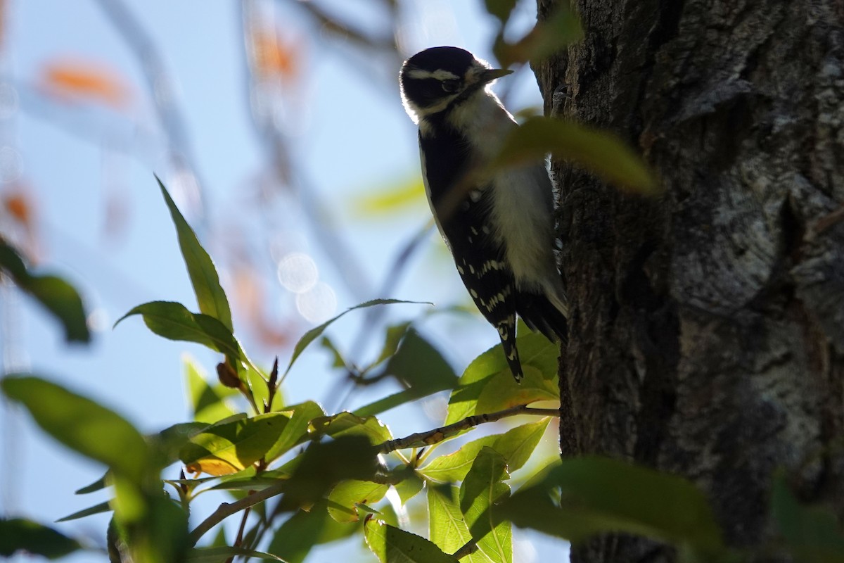 Downy Woodpecker - ML643404865