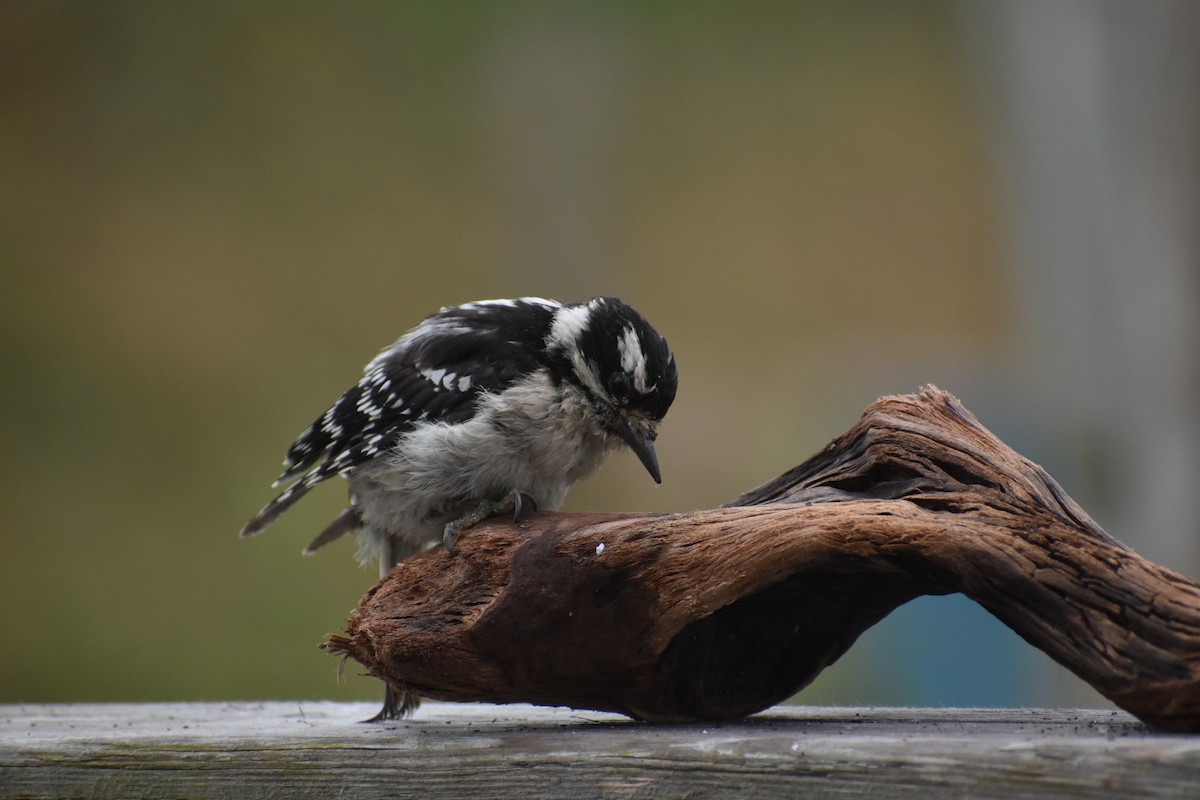 Downy Woodpecker - ML643404869