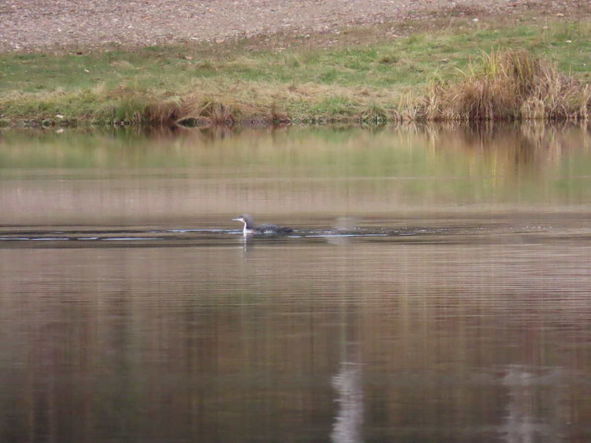 Pacific Loon - ML643404870