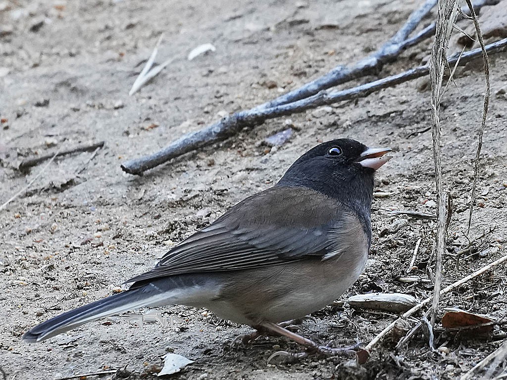 Dark-eyed Junco (Oregon) - ML643404872