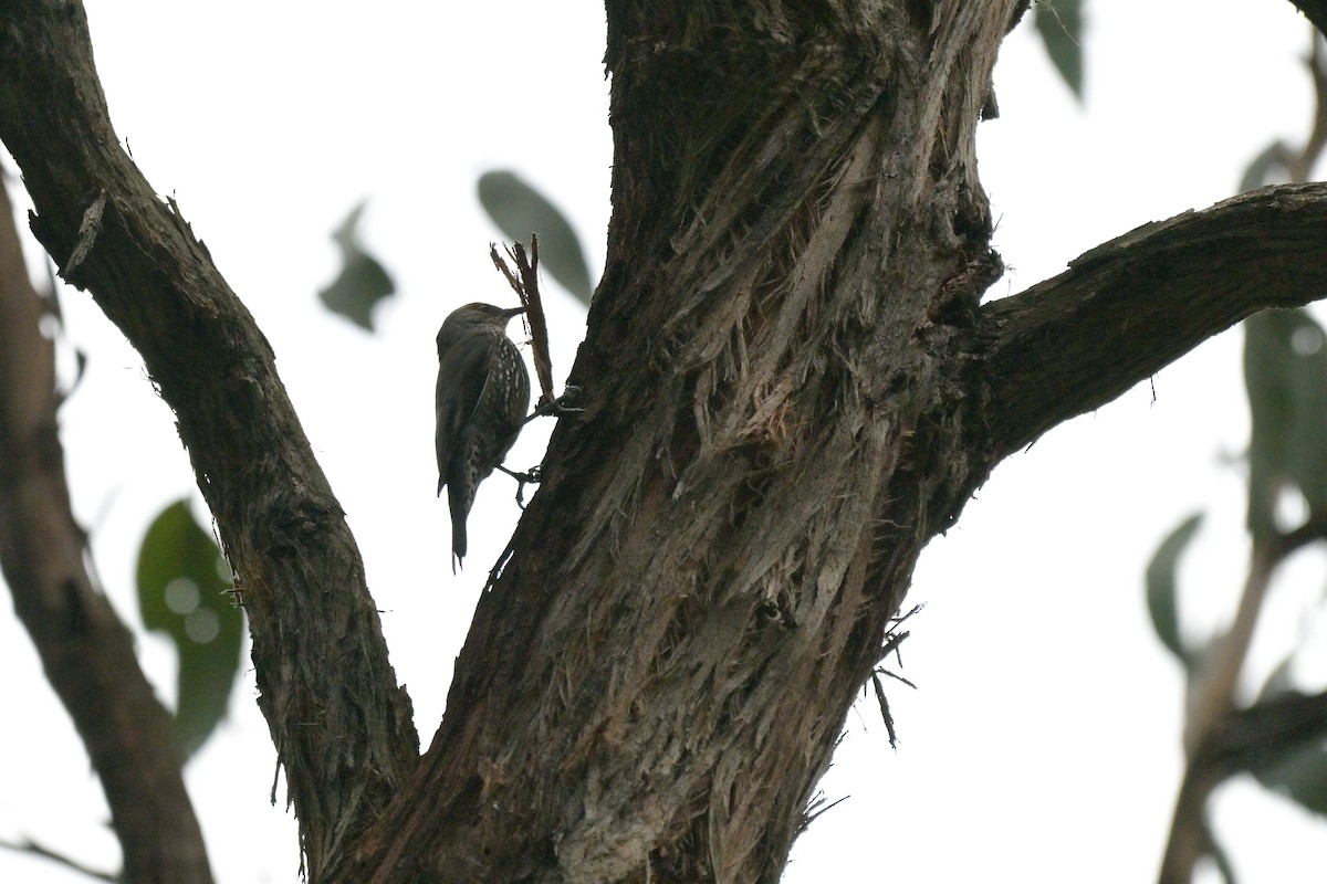 Red-browed Treecreeper - ML643404875