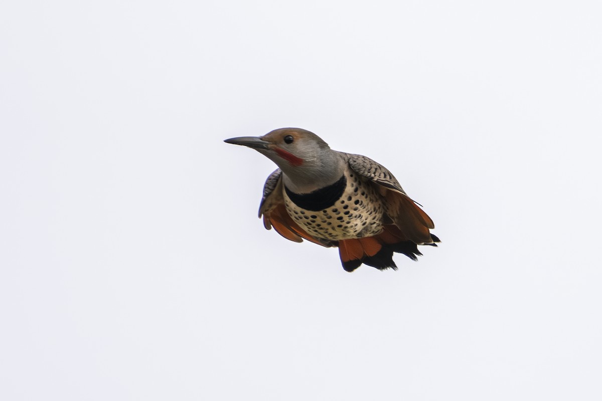 Northern Flicker - ML643404876