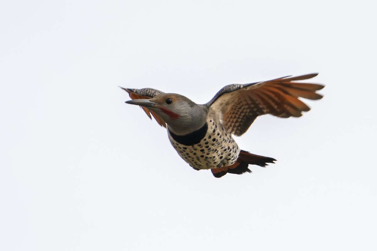 Northern Flicker - ML643404878