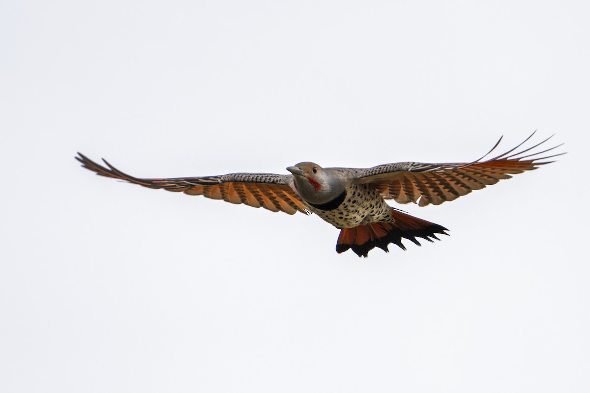 Northern Flicker - ML643404879