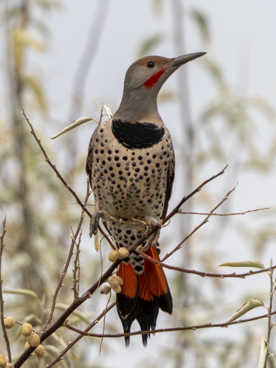 Northern Flicker - ML643404880