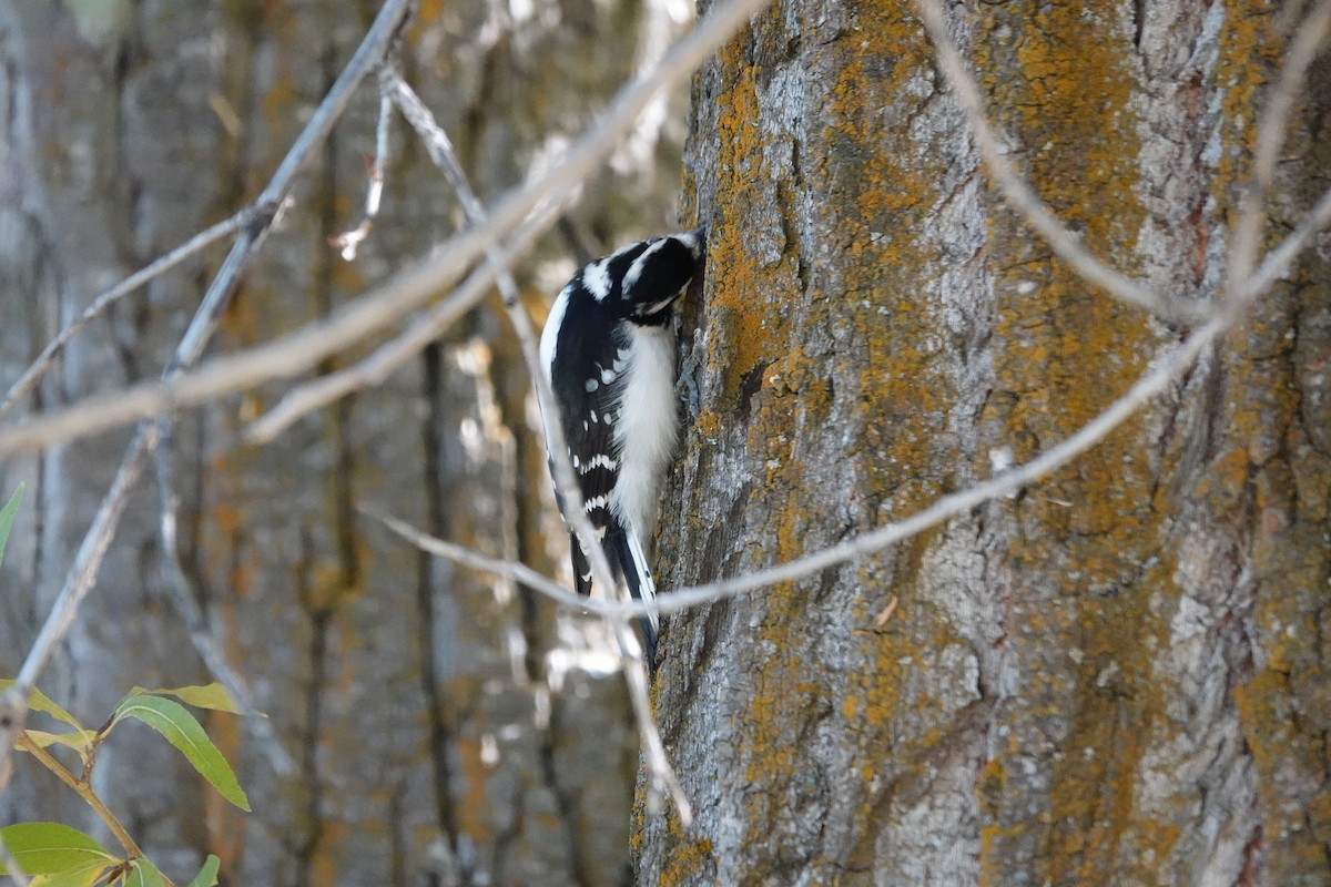 Downy Woodpecker - ML643404882