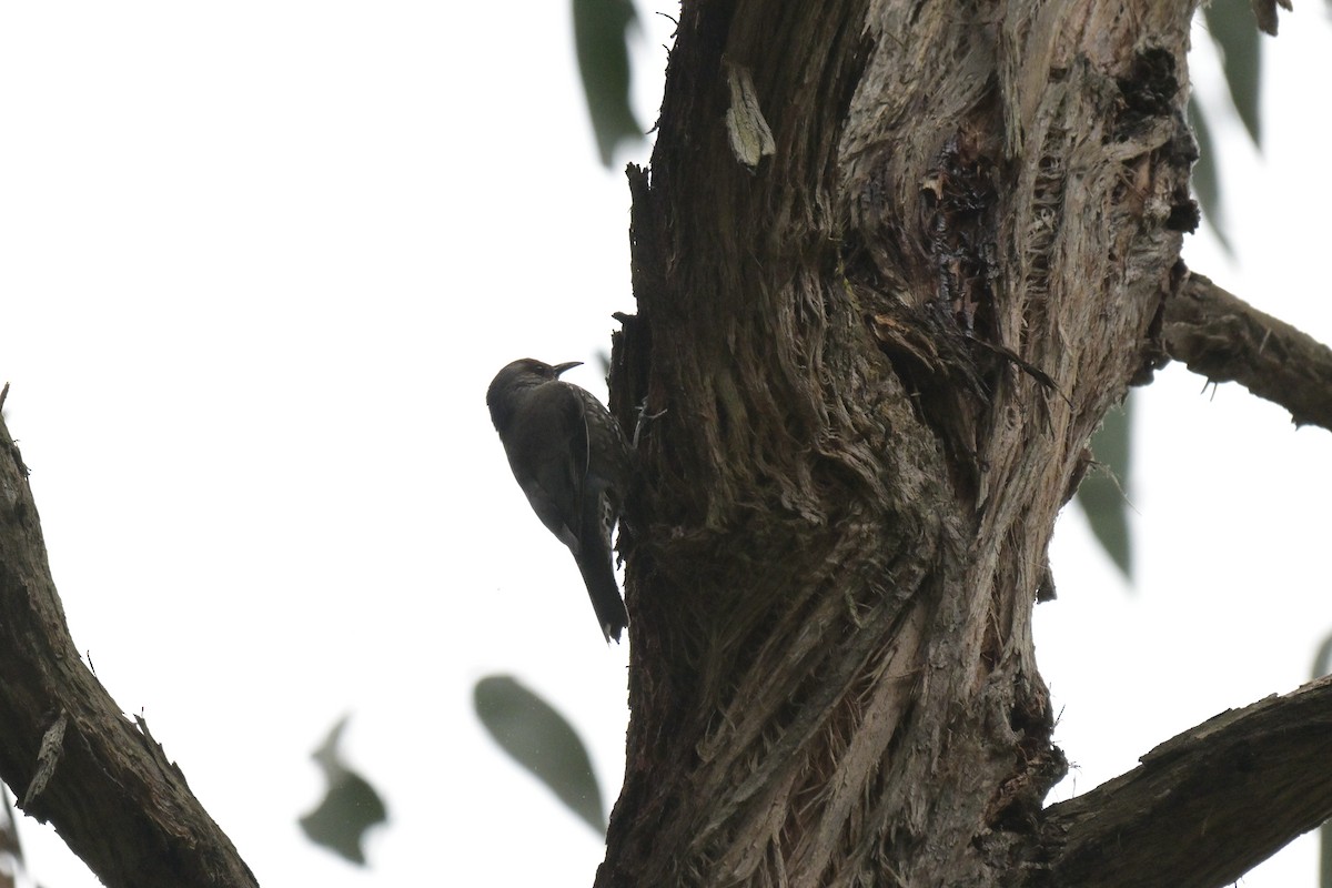 Red-browed Treecreeper - ML643404885