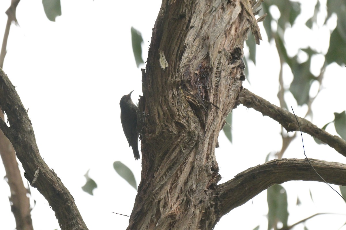 Red-browed Treecreeper - ML643404888