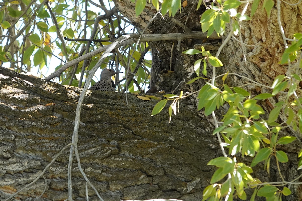 Northern Flicker - ML643404889