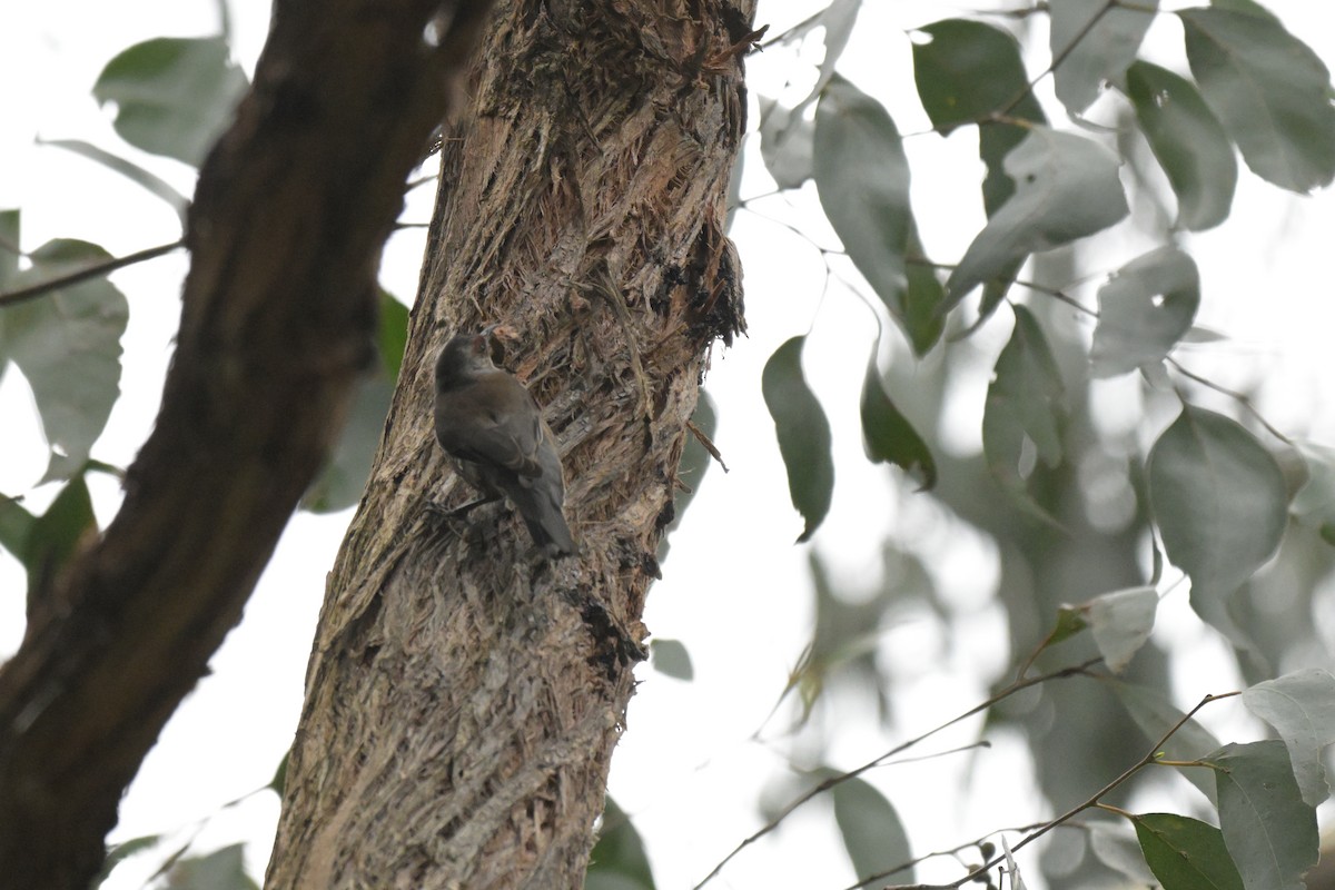 Red-browed Treecreeper - ML643404893