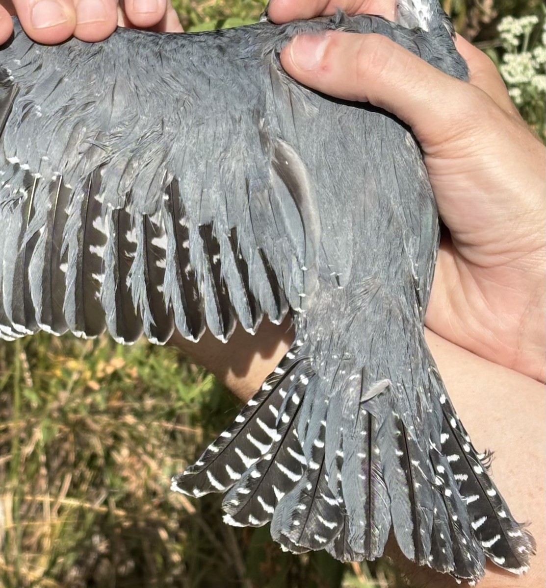 Belted Kingfisher - ML643404895