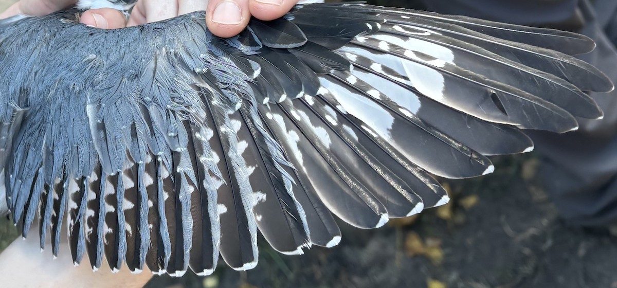 Belted Kingfisher - ML643404896