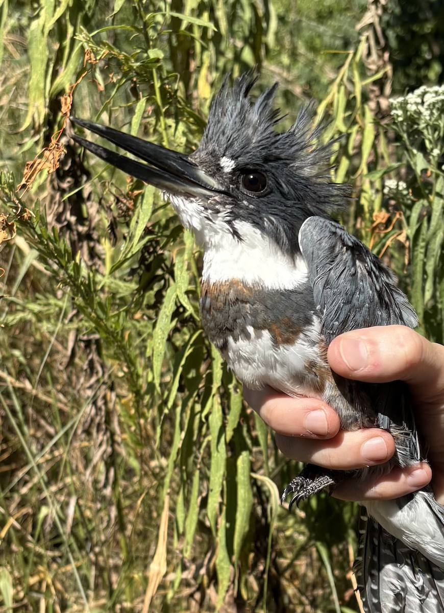 Belted Kingfisher - ML643404897