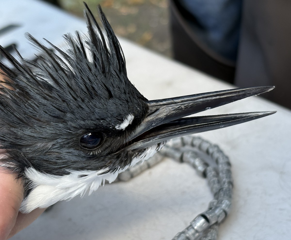 Belted Kingfisher - ML643404898