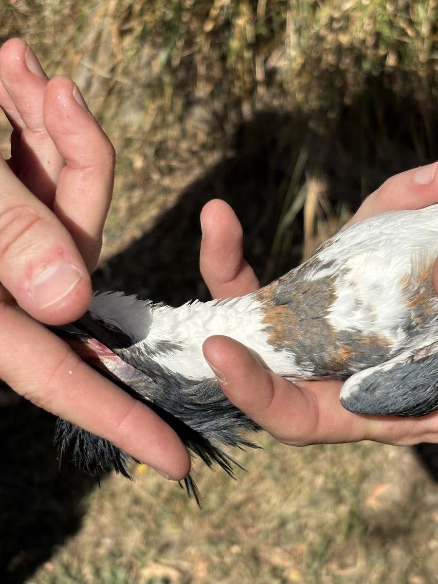 Belted Kingfisher - ML643404899