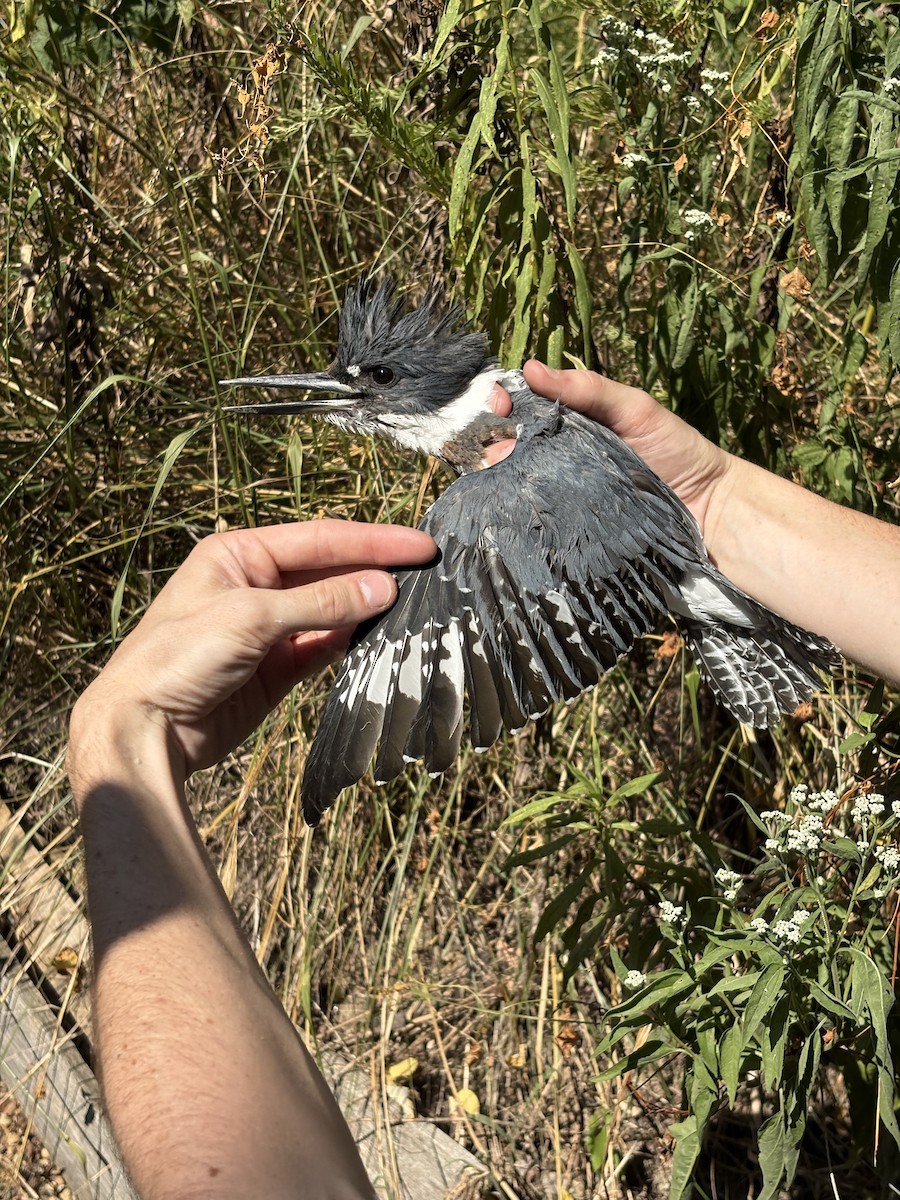 Belted Kingfisher - ML643404900