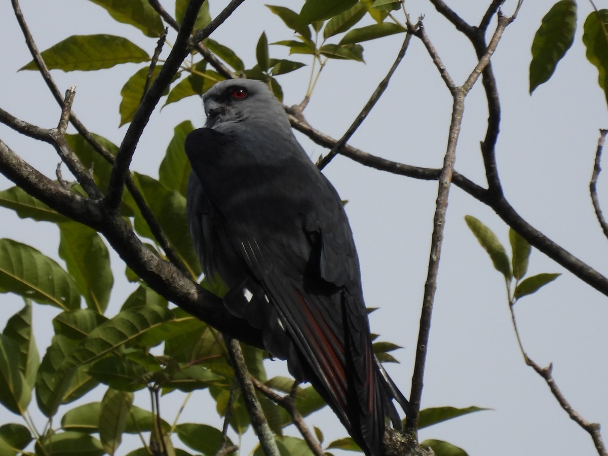 Plumbeous Kite - ML643404909
