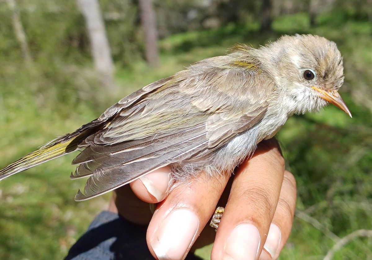 Brown-headed Honeyeater - ML643404924