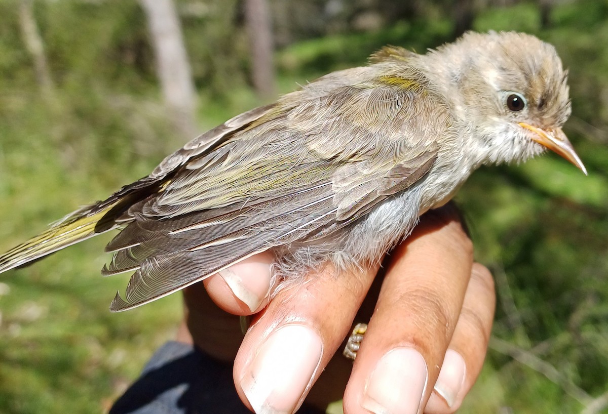 Brown-headed Honeyeater - ML643404925