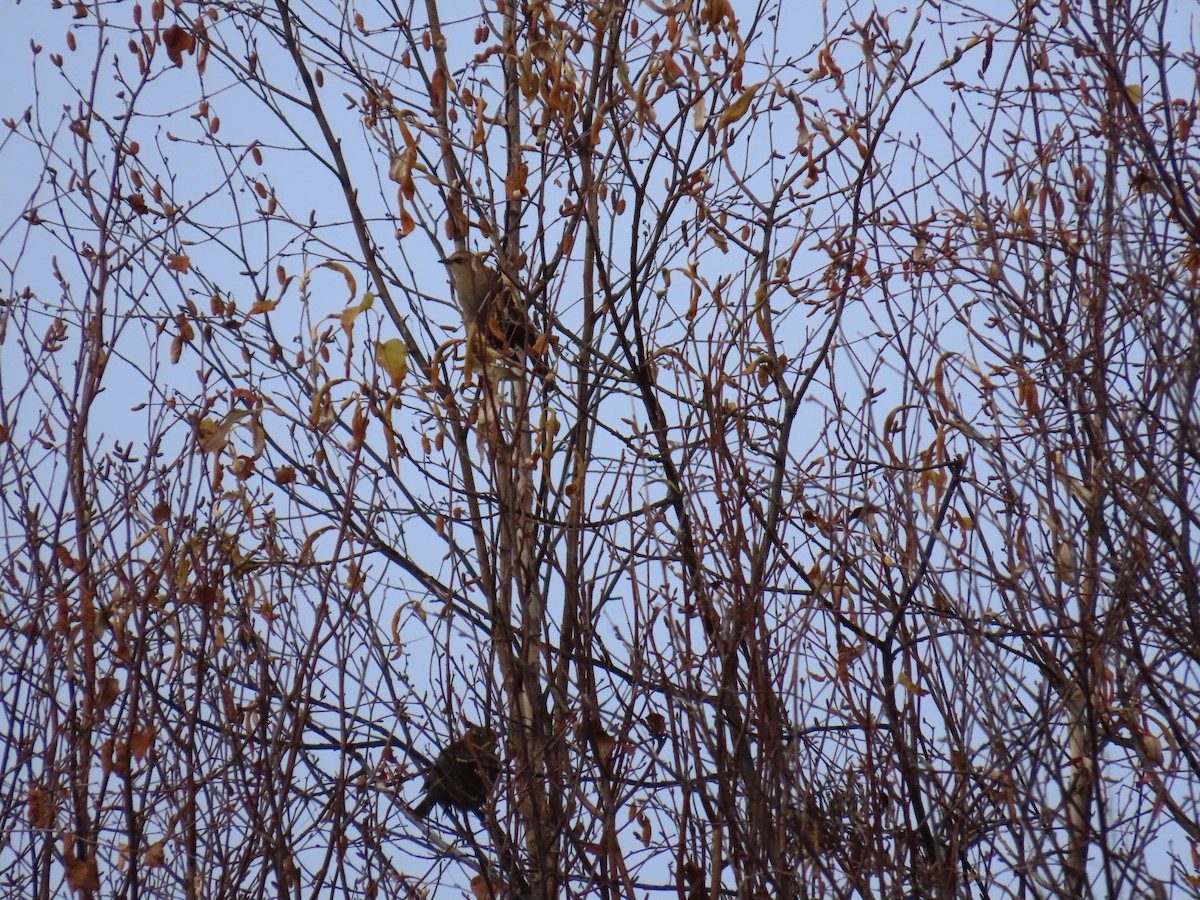 Rusty Blackbird - ML643404930