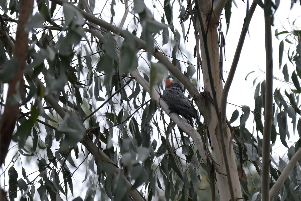Gang-gang Cockatoo - ML643404935