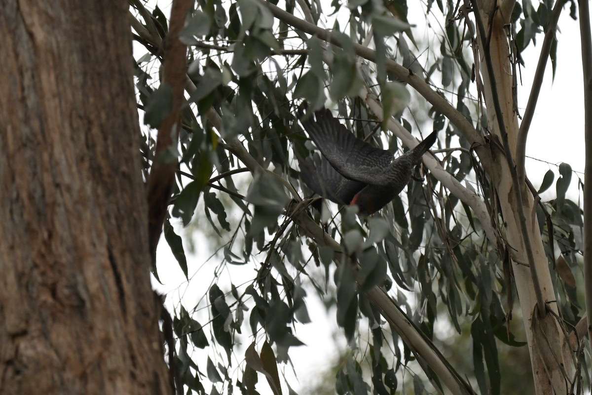 Gang-gang Cockatoo - ML643404937
