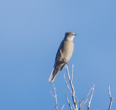Townsend's Solitaire - ML643404946