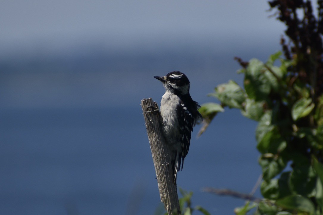 Downy Woodpecker - ML643404949