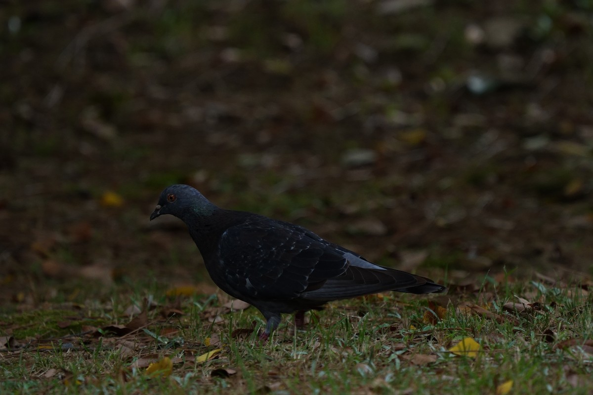Rock Pigeon (Feral Pigeon) - ML643404955