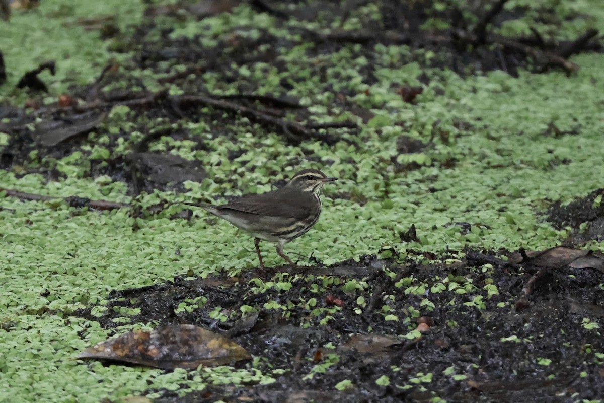 Northern Waterthrush - ML643404956