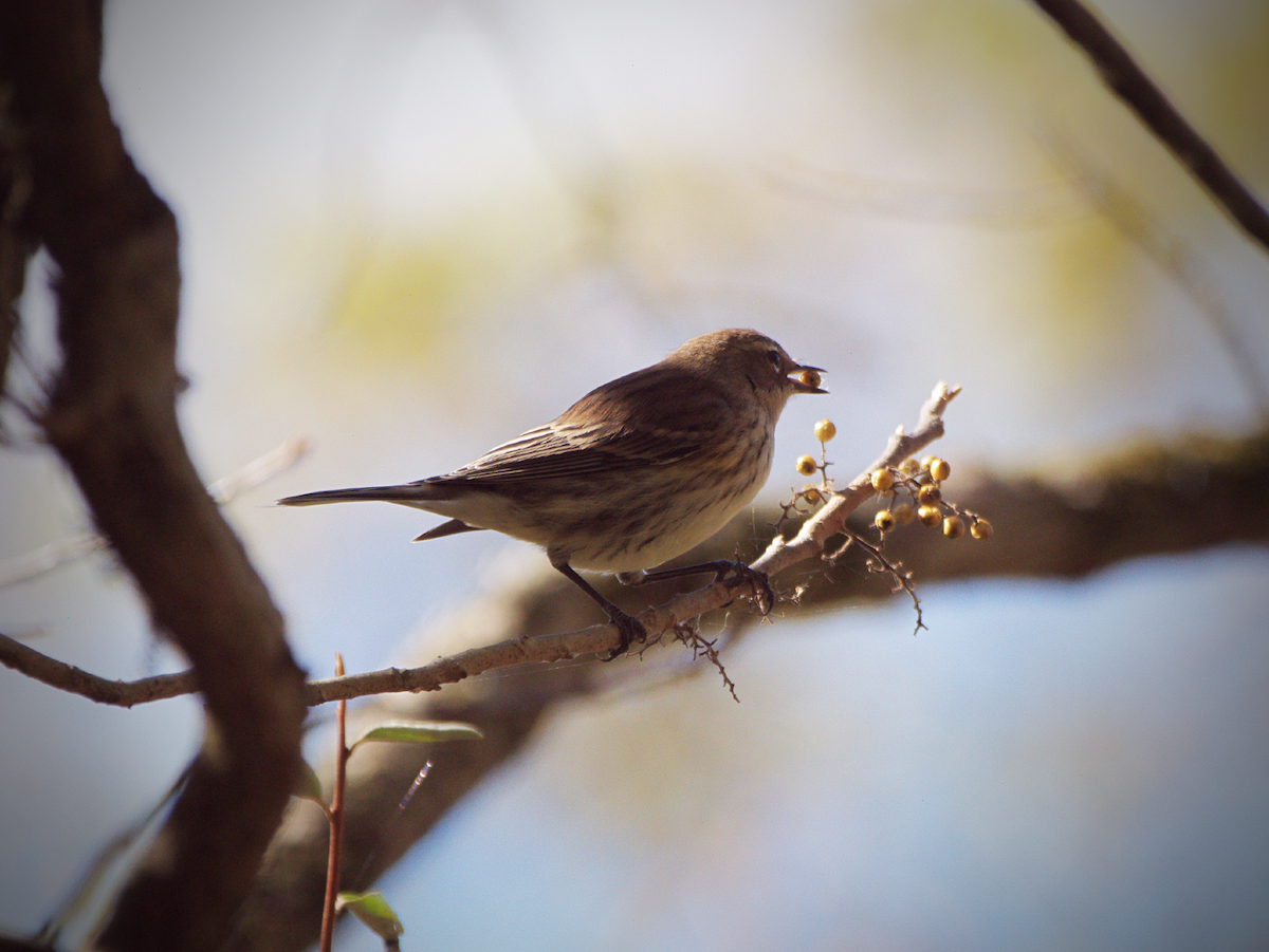 Yellow-rumped Warbler - ML643404959
