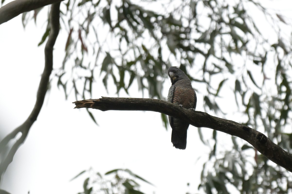 Gang-gang Cockatoo - ML643404960
