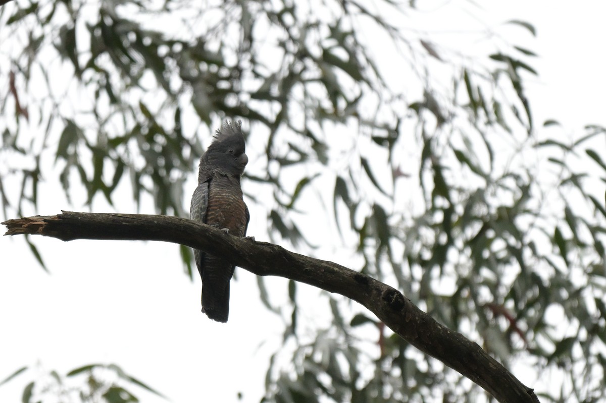Gang-gang Cockatoo - ML643404961
