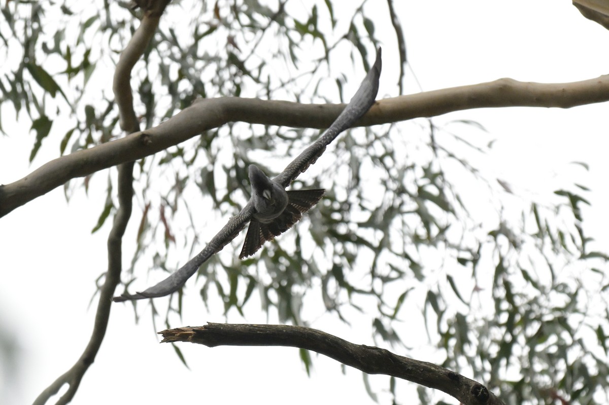 Gang-gang Cockatoo - ML643404962