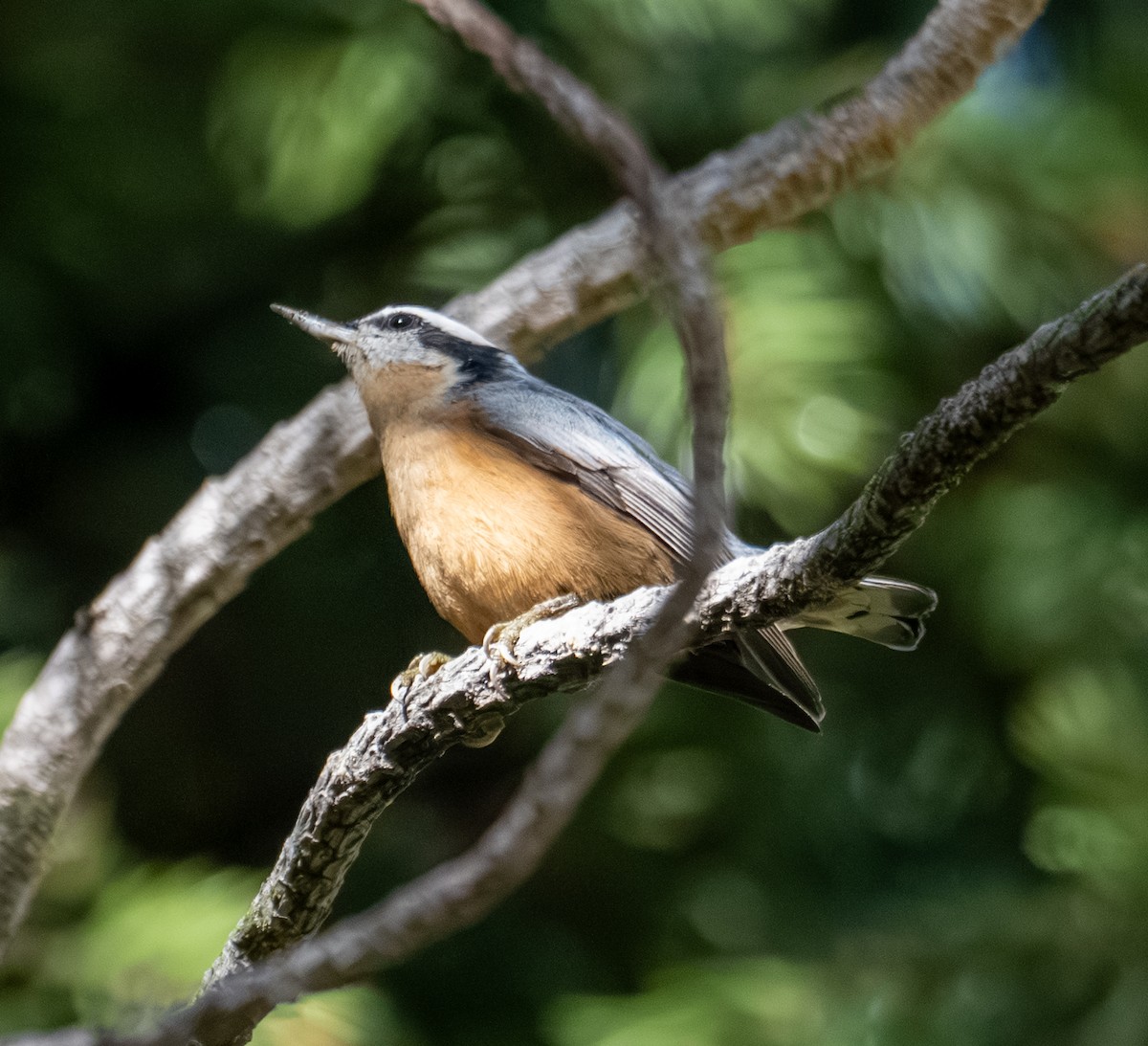 Red-breasted Nuthatch - ML643404963