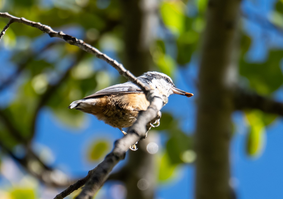 Red-breasted Nuthatch - ML643404964