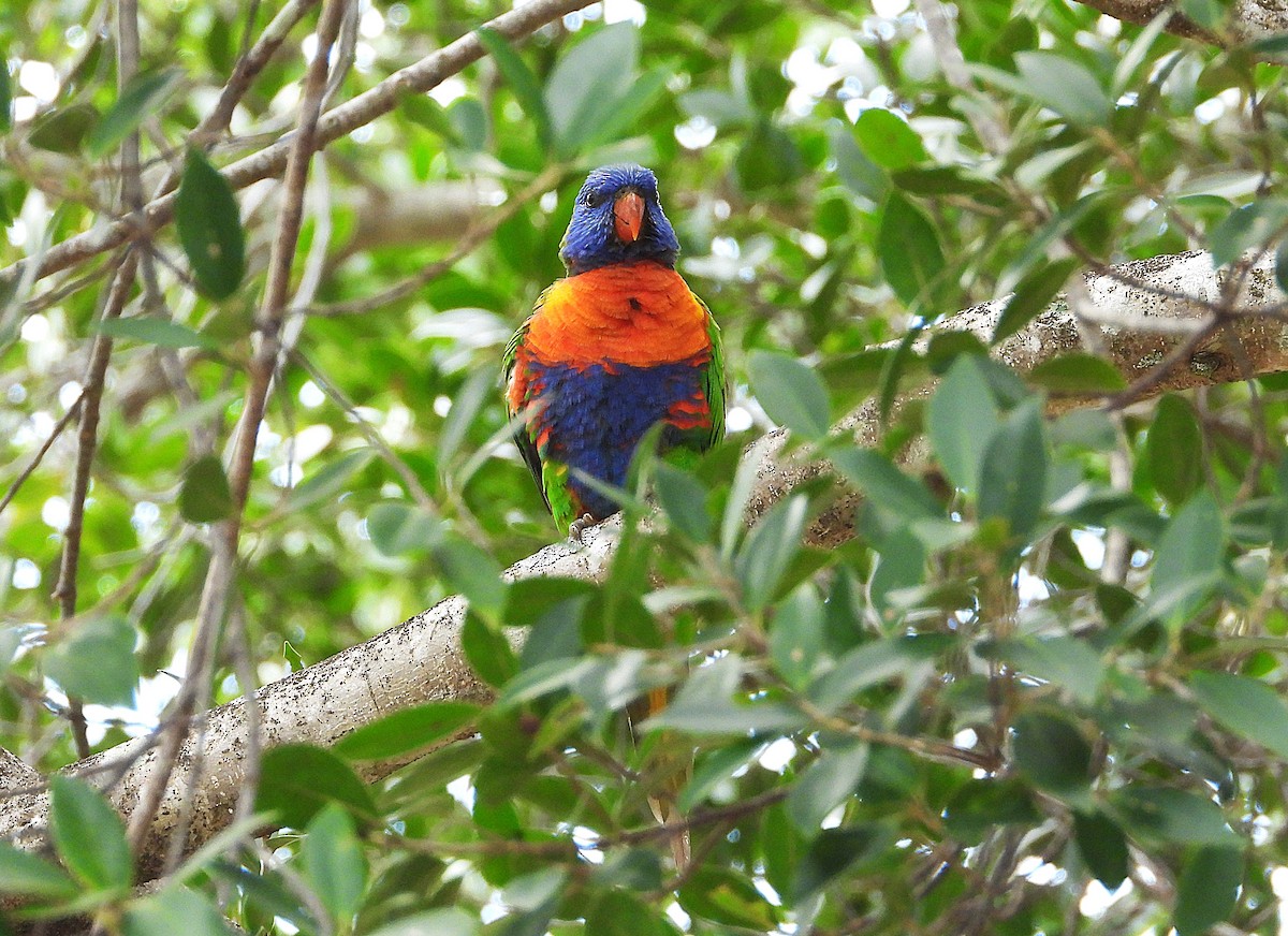 Rainbow Lorikeet - ML643404966