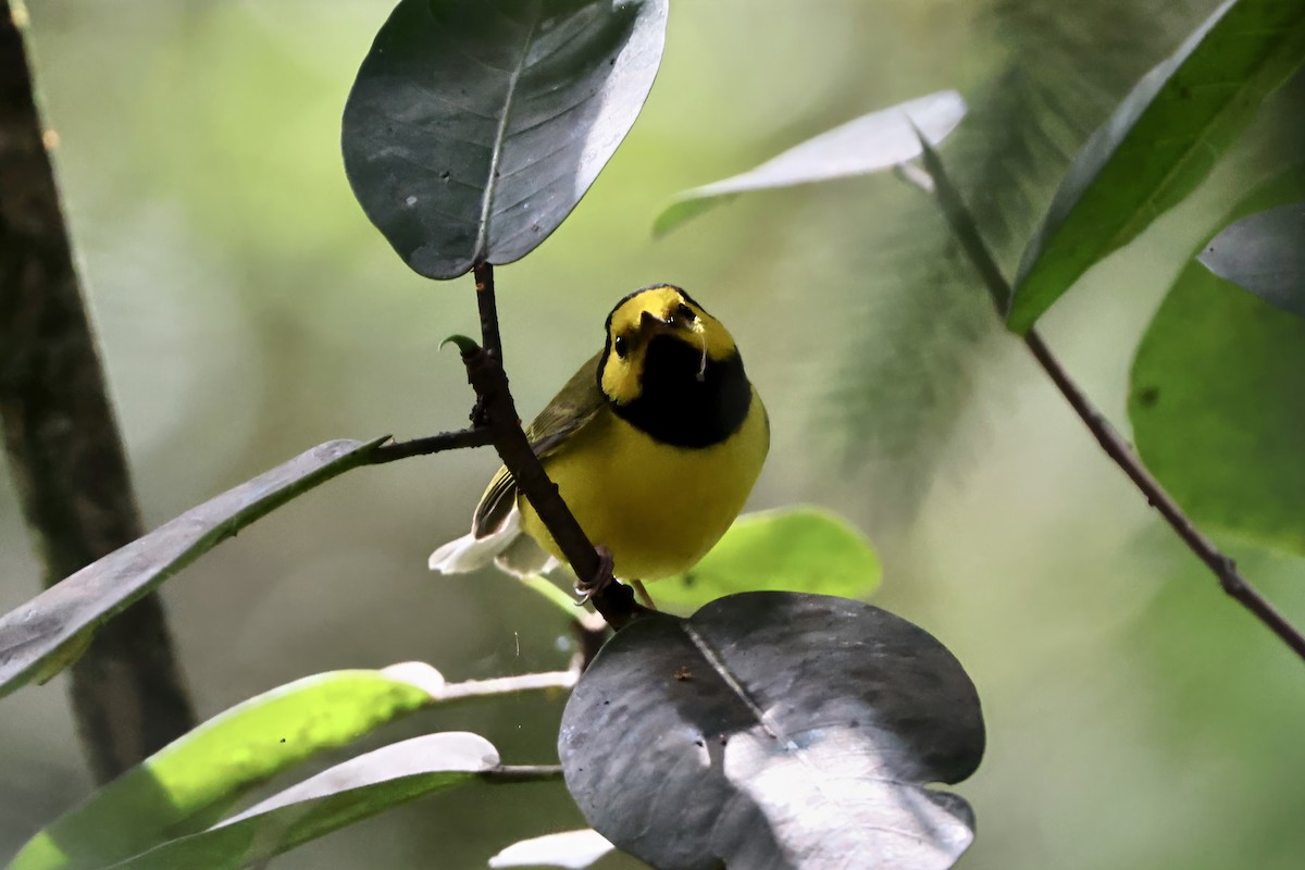 Hooded Warbler - ML643404967