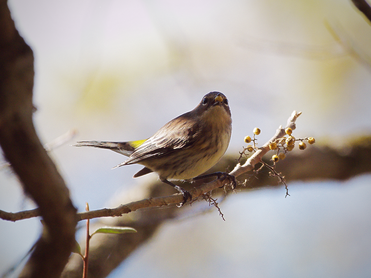 Yellow-rumped Warbler - ML643404969