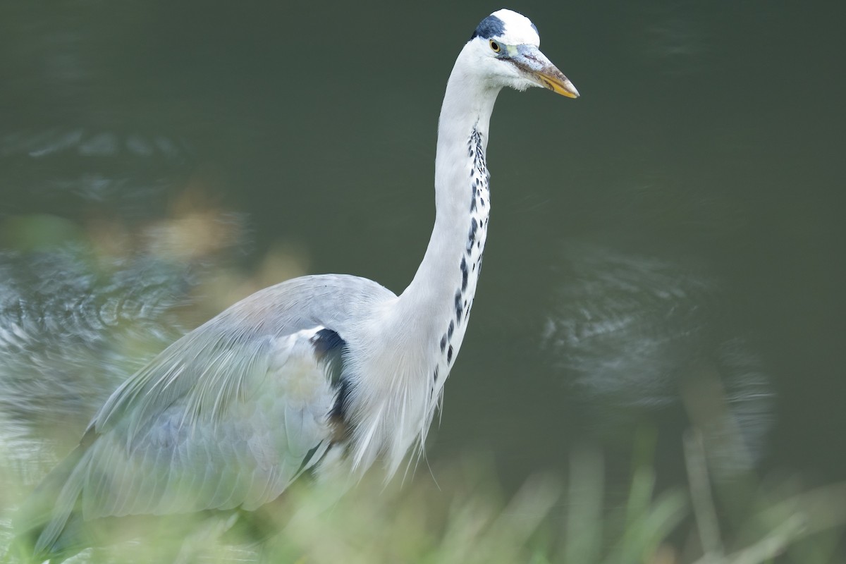 Gray Heron - ML643404970
