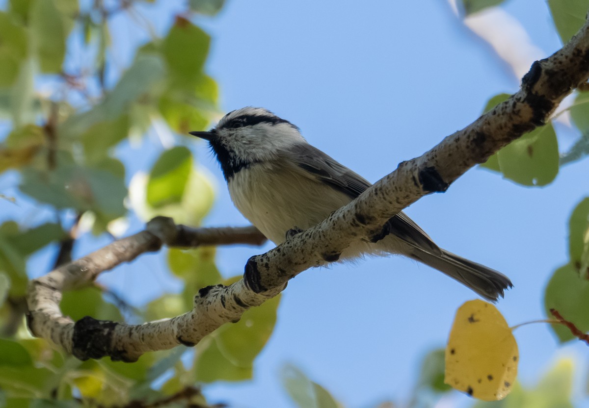 Mountain Chickadee - ML643404975